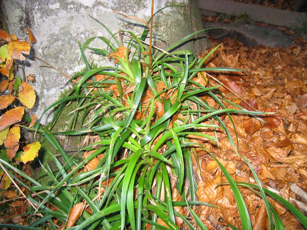 Luzula sylvatica